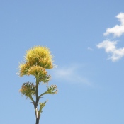 02-Cloud-and-Yellow-Yucca-Blossom