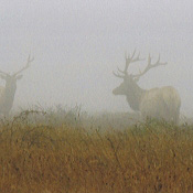 01 Tule Elk _Point Reyes 2