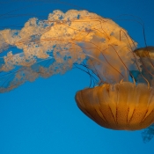 01 Ortiga de Mar_sea nettle